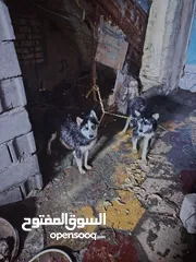  3 كلاب اثنين للبيع