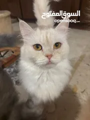  7 قطط جميلة شيرازي للبيع  Beautiful Cats for Sale