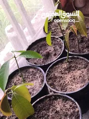  6 جهاز انبات البذور