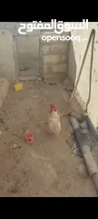  4 جاج بلدي للبيع