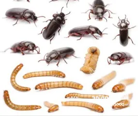 4 يرقات دود القبابي حي ميلوورم mealworm غذاء ممتاز بروتين حيواني لا يسبب التشحيم للطيور والاسمام