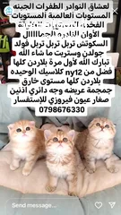  5 قطط مستويات عالمية ألوان فخمه جولدنات بلوات