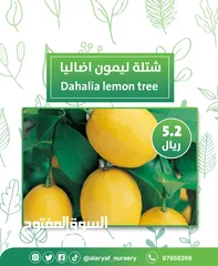  8 شتلات وأشجار الليمون لیموں من مشتل الأرياف  أسعار منافسة  الأفضل في السوق
