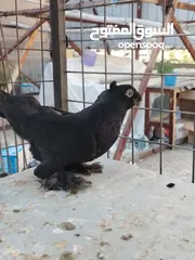 18 15 طير مخلف 4 يهودي رقبه شبر 4 مزههورات 4 نوري  1مخلف سلفر يهوديات نخب رقبه شبر 12 جوز يهودي