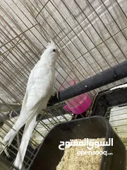  4 كوكتيل حبات صحة و نظافة