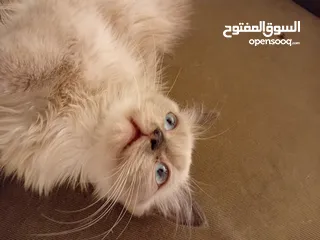  2 أنثى هيمالايا بصحة جيدة جدا للييع بسعري معري بلون عينين ازرق وفراء ناعم