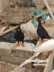  6 جوز سلفر مع فراخهم