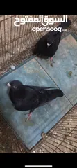  4 جوزين حمام للبيع