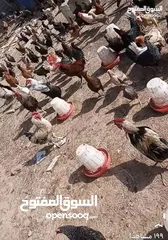  2 متوفر بيض بلدي مخصب كميات