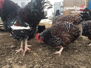  1 بيض وصيصان زينة ولاحم وبياض