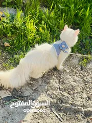  5 قطة شيرازي مميزه للبيع عيون زرق الخليل