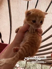  1 قط صغير بحاجه الى ام مرضعه
