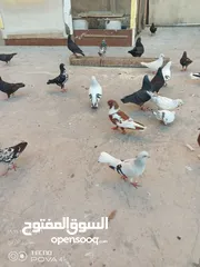  18 كوم 30 حبة تنضيف سطح جواز فحول طواير فراخ