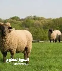  2 لحام متنقل