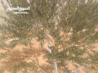  14 استراحه نص تشطيب في غريان بالقرب من محله المتانين  يوجد بها 63  شجرة زيتون