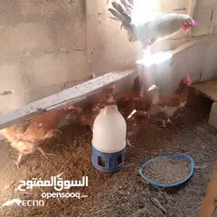  4 خمس جاجات وديك نخب بياضات