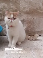  7 للتزاوج فقط ذكور جولدن غولدن بيور دم نقي لعشاق التميز