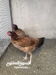  10 دجاج بكستاني