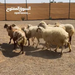  2 يعد نعيمي ماشاء الله