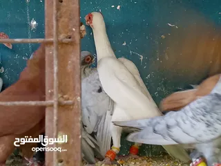  3 حمام للبيع