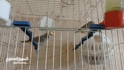  1 جوزين فنجز