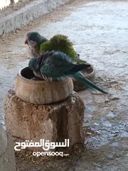  1 مطلوب ذكر كويكر