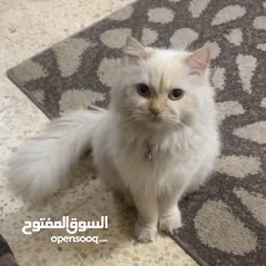  16 شيرازي للبيع عمرها سنة وشوي سعرها 600(قابل للتفاوض المعقول) اجتماعية وبترد عصحابها ومتعودة عالحمام