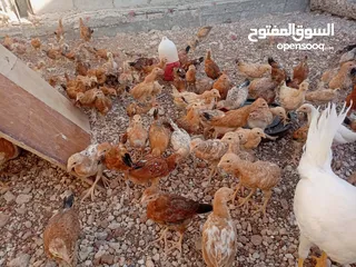  14 صوص بلدي عمر 38 يوم   صوص بلدي عمر 18 يوم