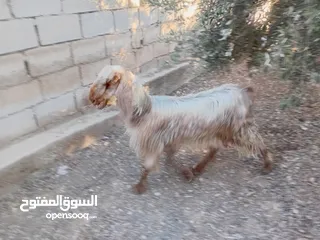  3 عنز حليب او ضحية .....