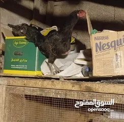  2 جوز أرانب وجوز بط بلدي و دجاجه بندوقة باكستاني بدها ترقد