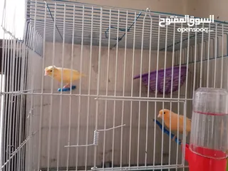  1 جوز اناثي كنار للبيع