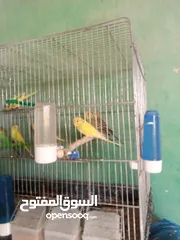  1 عصفير حب للبيع