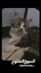  6 قطط للتبني مجانا - Free cats for adoption مجانا للتبني