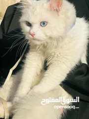  1 قطة شيرازي مميزه للبيع عيون زرق الخليل
