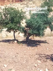  19 مزرعة للبيع من اراضي غرب عمان  منطقة البصة (ابو السوس ) للبيع بسعر مغري