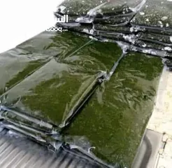  1 ملوخيه للتواصي