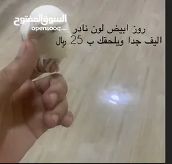  1 ببغاء اليف