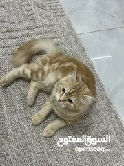  1 قطط شيرازيه للبيع ( ذكر مع انثى)  عمر سنه