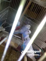  4 اللبيع 3جواز حب اللبيع اربد دوار صحاره مع 3كواخ وقفص 3معالف