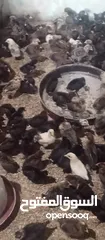  2 الحمدلله والصلاه والسلام على رسول الله متاح صيصان بلدى البزره الاصليه ماخدين المطاعيم الأولية