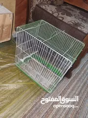  6 جوزين روز تحتهم فراخ و بيض اقرئ الوصف
