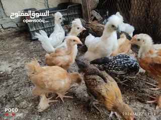  1 طيور منوعات