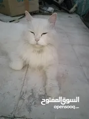  2 Persian Cat white