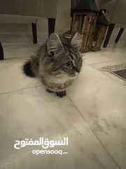  3 قطه شيرازي للبيع العمر  سبعه اشهر