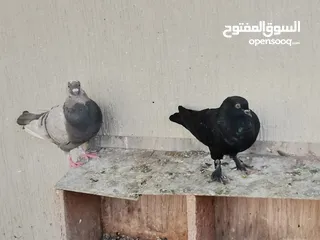  18 all typs of pigeons have