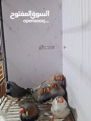  16 زيبرا مكس انقلش