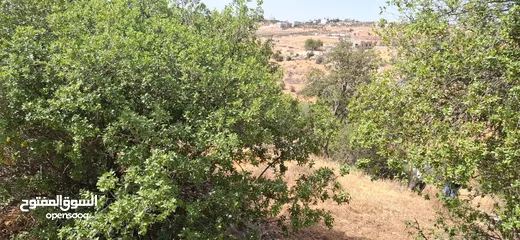  1 أرض طابو مطلة ومشجرة بسعر مغري