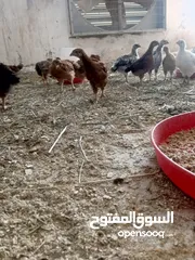  1 دجاج عرب وفيومي للبيع