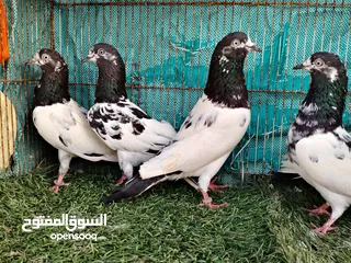  1 للبيع حمام تيدي 128