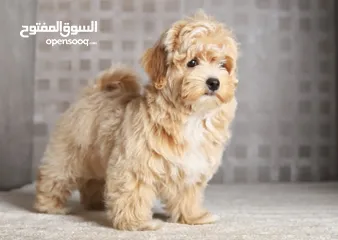  9 Maltipoo  جراء مالتيبو